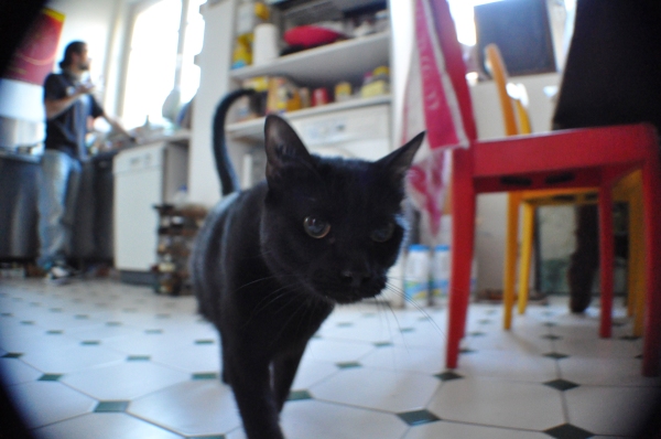 Black Cat in Kitchen